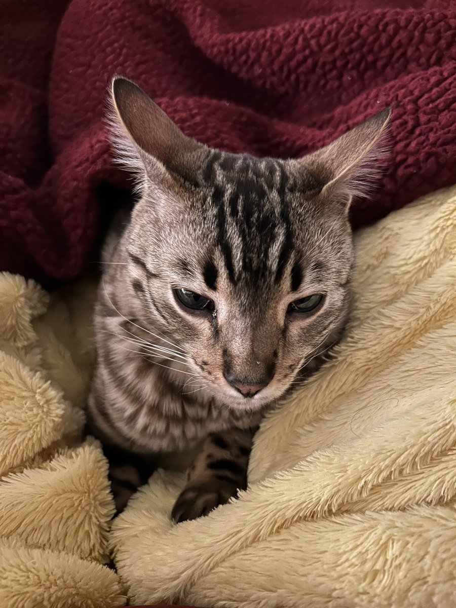 Jerinap's tweet photo. The ears say it all #CatsOfTwitter #lookatthoseears https://t.co/dRlVyXX6Iy