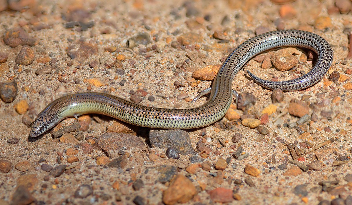 Not to brag, but I've spelt "Lerista punctatovittata" three times today from memory. Nailed it. 

If you don't know what this is, please see below picture of a skink with absurd vestigial legs. Photo credit Alexandre Roux via ALA