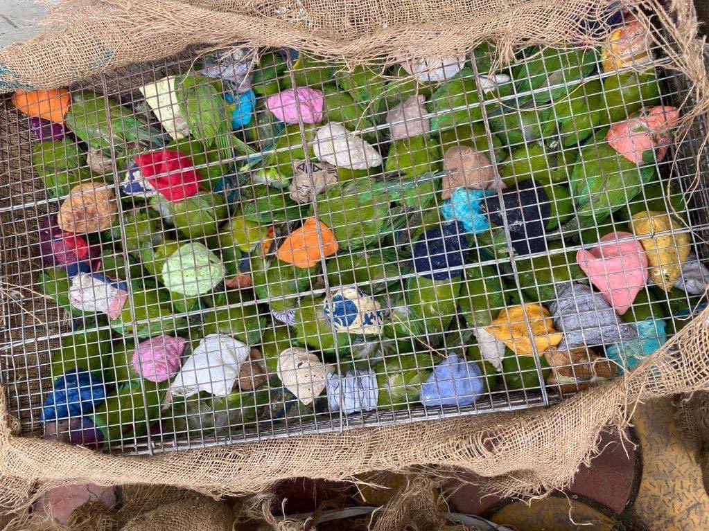 ParveenKaswan's tweet photo. The birds you buy from local markets. That is how they are transported. Caught, cramped &amp; transported like this. Don’t buy. https://t.co/RSQghpsKea