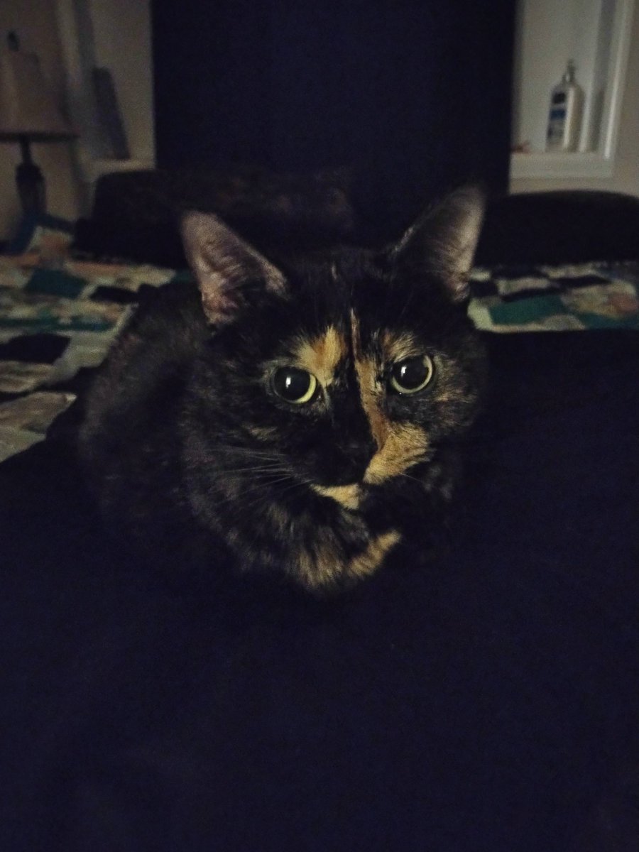 MaxxyBunny's tweet photo. Update: Beautiful night loaf https://t.co/I9C0y4SqvQ