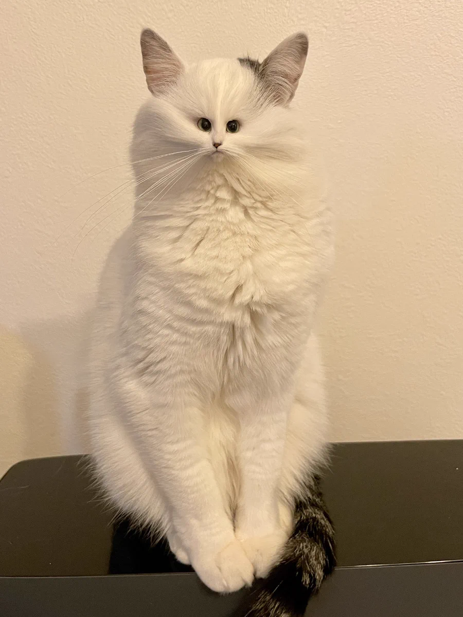 飼っているネコの画像！Photoshopでいじったらこうなった！