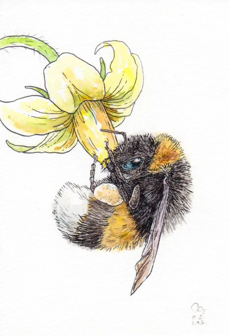 動物園で見てきて描いた生き物たちの絵 