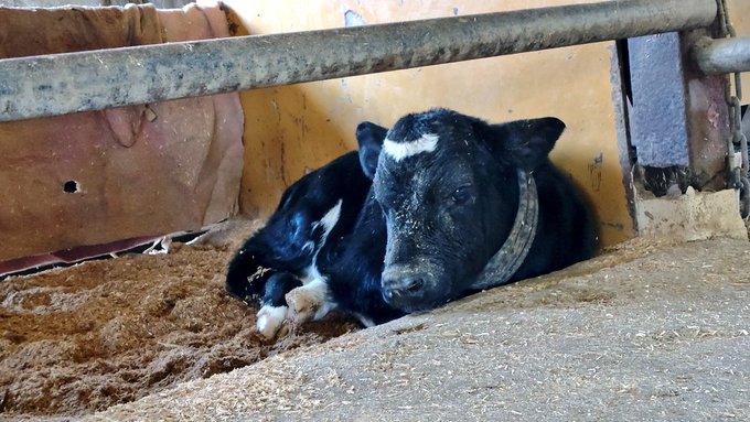 子曰く、ネックウォーマーはあったほうがいい。 