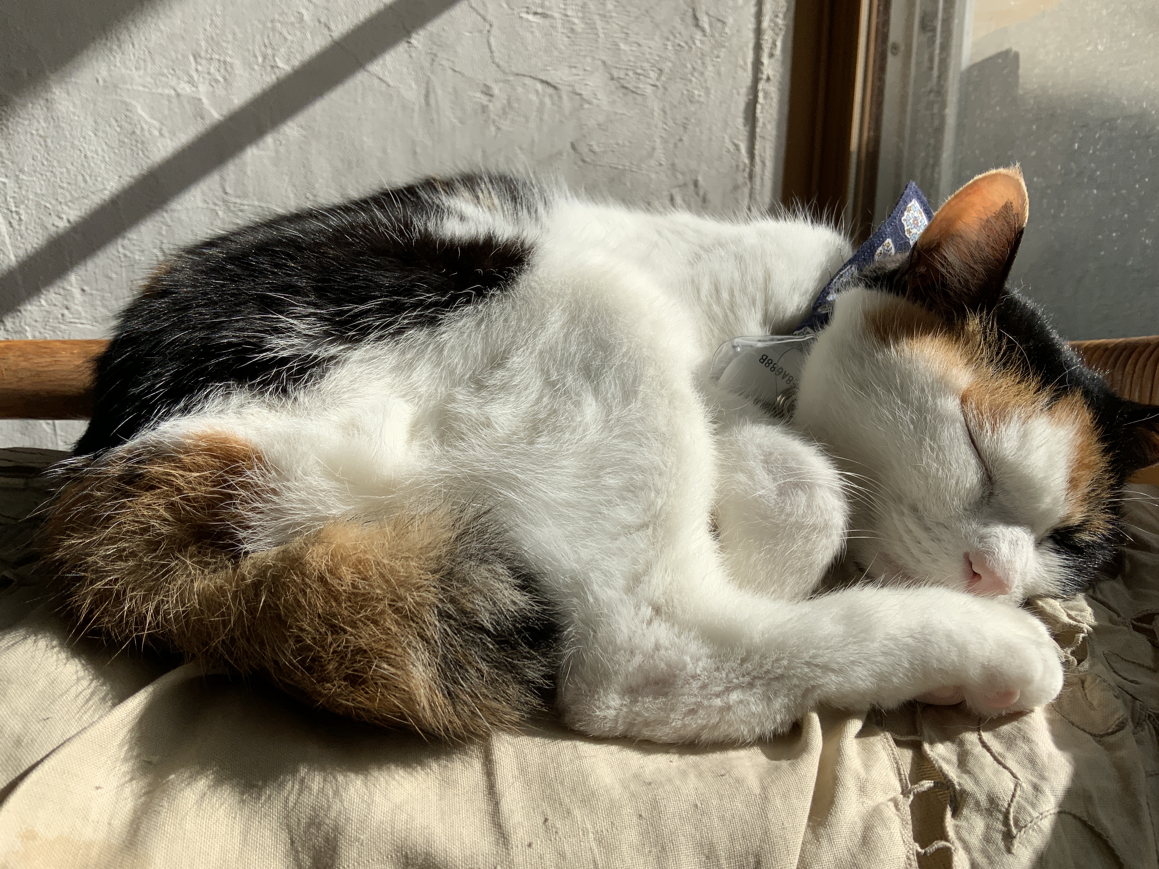 3ニャンズのママ(＊プロフ更新＊)様専用 準備中♡ 価格は安く 51.0%OFF