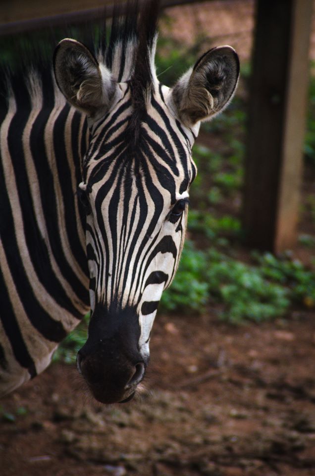 natzoo's tweet photo. #InternationalZebraDay π¦
#BeHappyAgain
#SANBI4Nature https://t.co/fadu9Mmfov