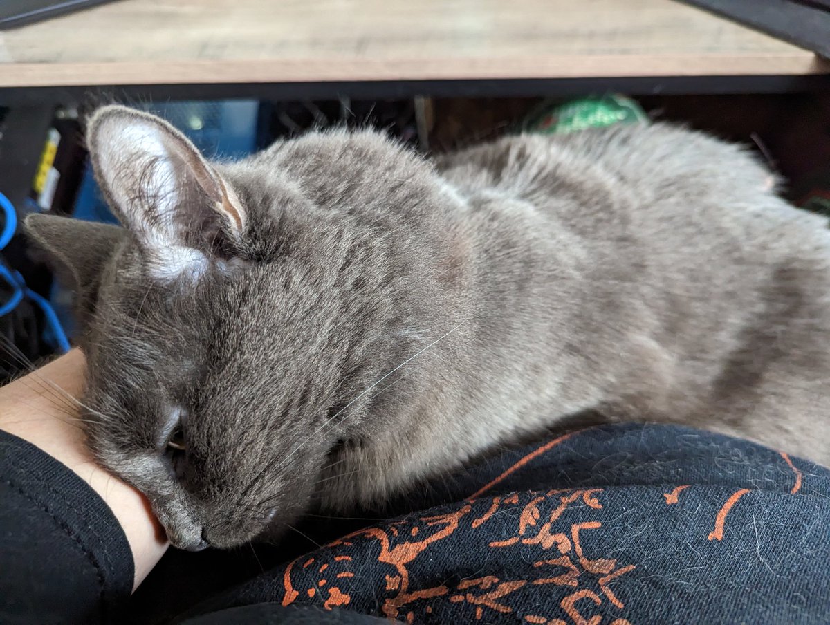 TDP4's tweet photo. I's luvd #CatsOfTwitter https://t.co/SjlbGBPeks
