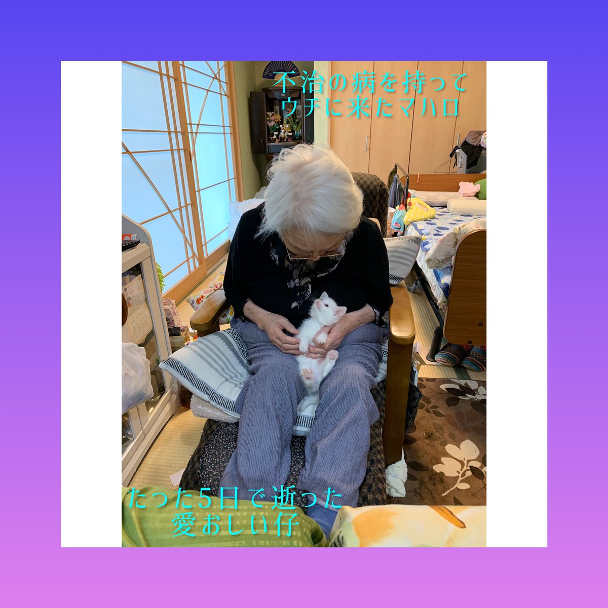 1_taketoyo's tweet photo. 動物は「自分が死ぬ事」自体は自然な流れとして受け止めているケースが多いのです
彼らが悲しむのは
その事で大好きな家族と離れ離れになる事と自分が死んだ後に家族が悲しむ事なのです
日頃から　たくさん話しかけて下さい。
「あなたが大好きよ」と
必ず伝わりますから‥ https://t.co/37n8yO2Tnr