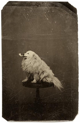 plscredit's tweet photo. This tintype photo of a dog (likely a Samoyed) holding a pipe really was taken circa 1875, and is held and was digitized by the Minnesota Historical Society (@mnhs): https://t.co/r12TMaojRF

Sadly, they don't know who took the photo :(

There's a few different digital versions: https://t.co/nqHgaw7VdZ