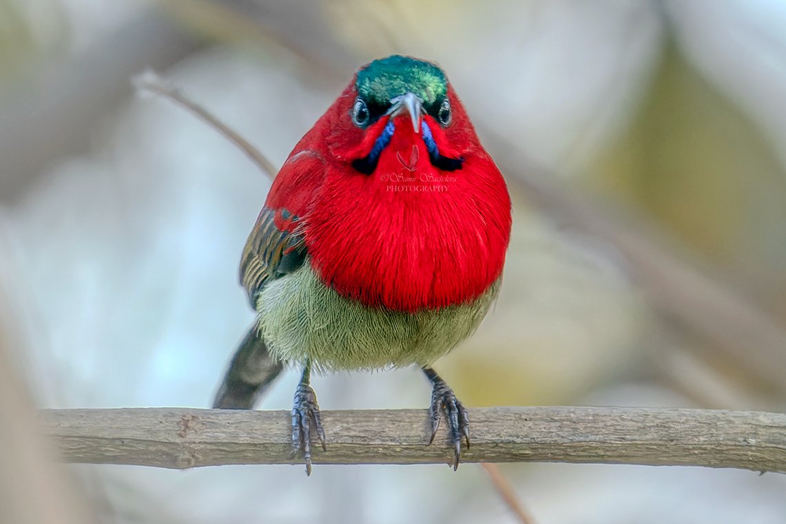 Crimson Sunbird, Haridwar, India Jan 23
#angrybird #birdwithmoustache #IndiAves #birds  #wildlife #birdwatching #birdphotography #birdoftheday #birding #natgeoindia  #birdsinindia
