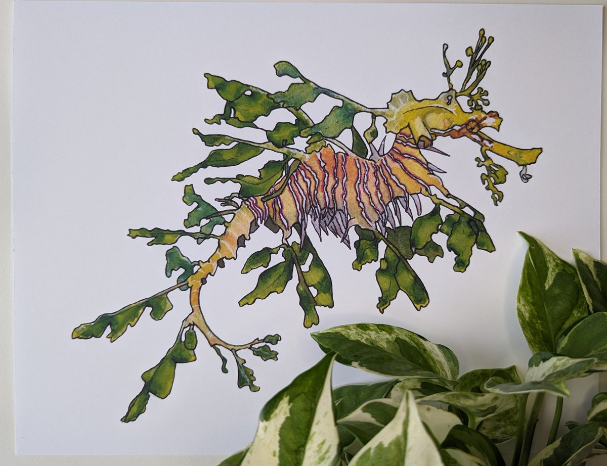 Leafy Sea Dragon prints now available in my Etsy shop!
🔗 in bio to shop
.
.
.
#leafyseadragon #etsy #shopsmall #watercolors #watercolorprint #printoftheday #prints #artprint #myetsyshop #artoftheday #art #artist #seadragonart #illustration #naturalistwatercolor #naturalistprint