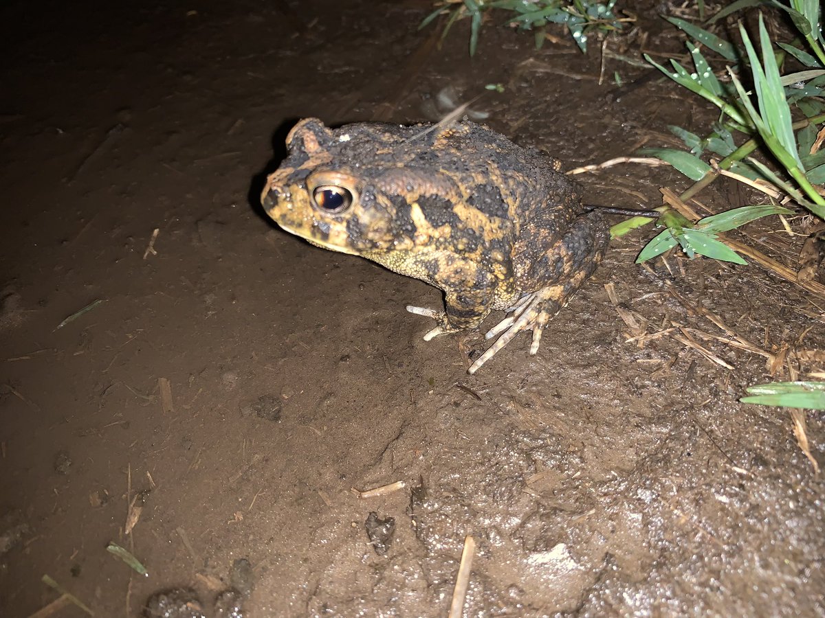 Mapendo MINDJE (Frogman of Rwanda) 🇷🇼 🐸 tweet media