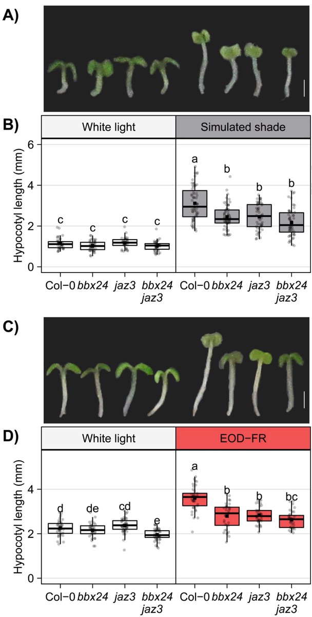 PCP_EIC's tweet photo. 📢Advance Access: Regular Paper published online🖥️
BBX24 interacts with JAZ3 to promote growth by reducing DELLA activity in shade avoidance
https://t.co/g9pL4jaoMR
Maite Saura-Sanchez et al. 💐 https://t.co/dwqwYTPi0a