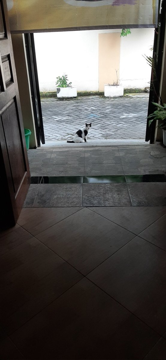kochengfs's tweet image. temen kucingku masi sering ke depan rumah padahal kucingku dah meninggal🥲 🐈‍⬛