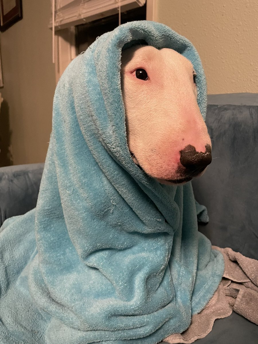 PupperNelson's tweet photo. Goodnight! Stay warm, friends. https://t.co/t9lFQnRmzf