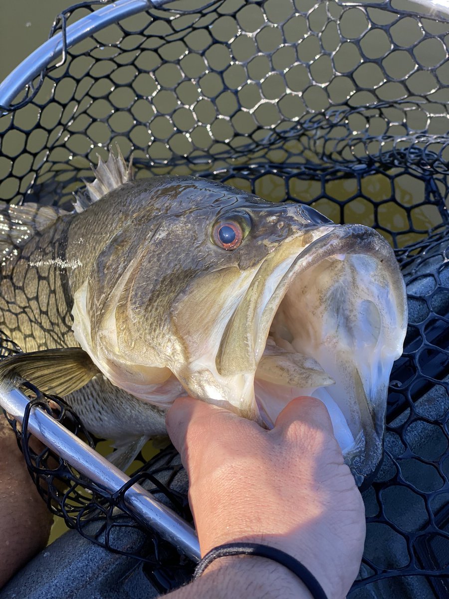 Nauti_Fish's tweet photo. @KayakBassNation Fished Virginia’s Newport News Reservoir. Temps 40s, white chatter gang-gang in Crescent LTUltraLite. 

#NautiFish #Virginia #Kayak #Fishing 

https://t.co/57QG7WyYex https://t.co/WYzPKvDF2B