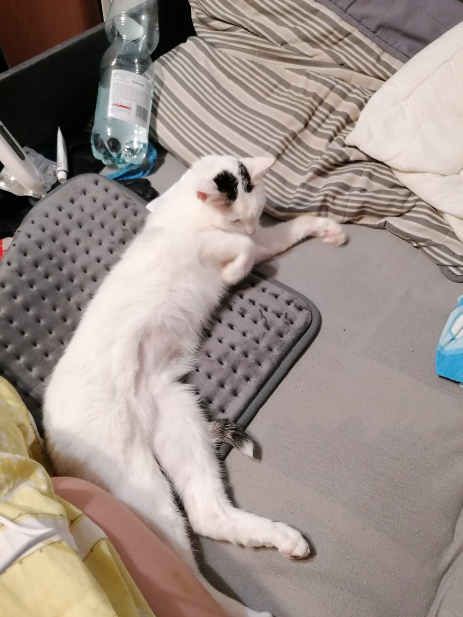 TweetToggy's tweet photo. She loves my mom's heating pad
#CatsOfTwitter #CatsofTwittter #Cat #pets #petlover #AnimalLovers #animals https://t.co/KP1BONMRej