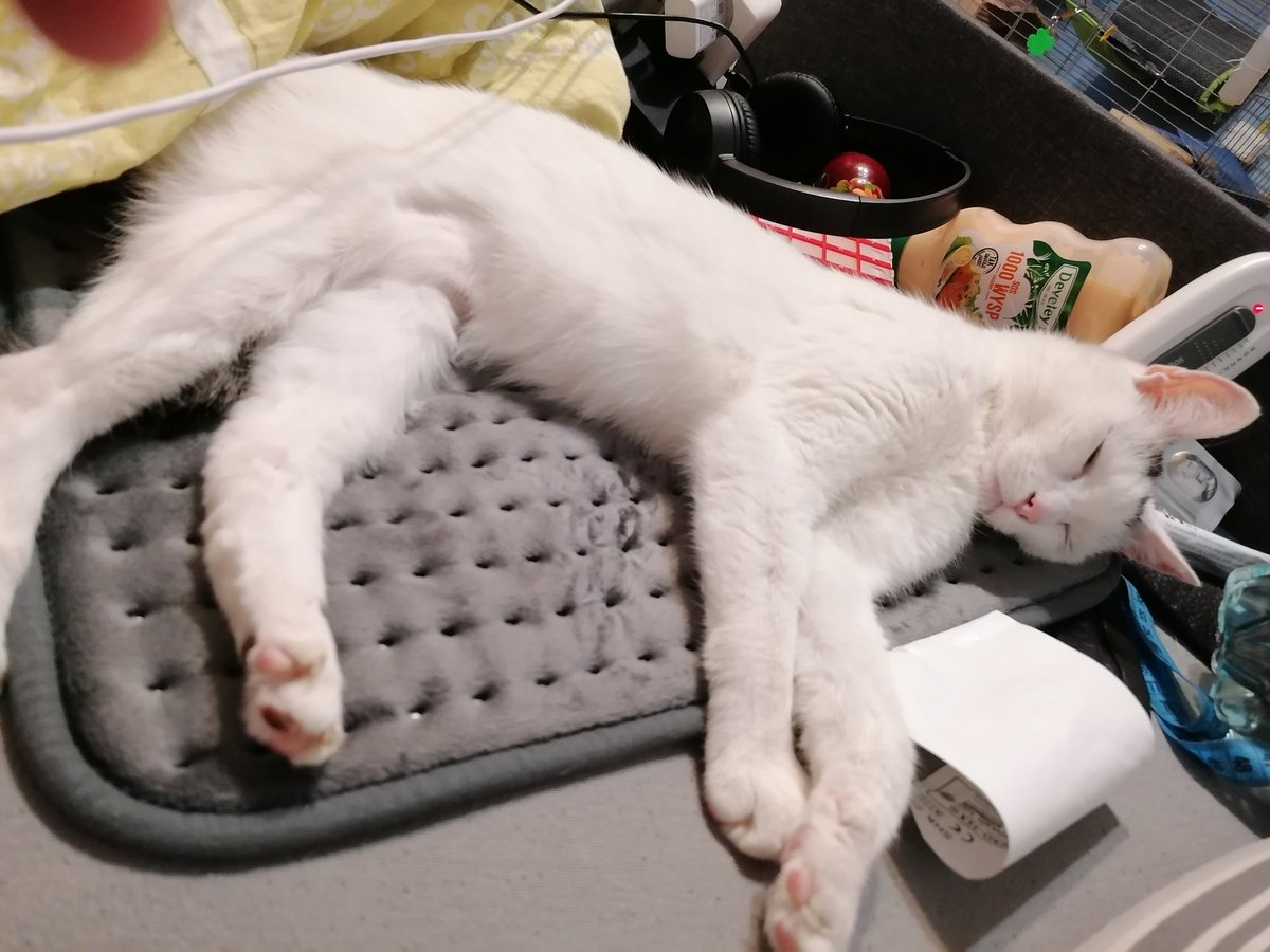 TweetToggy's tweet photo. She loves my mom's heating pad
#CatsOfTwitter #CatsofTwittter #Cat #pets #petlover #AnimalLovers #animals https://t.co/KP1BONMRej