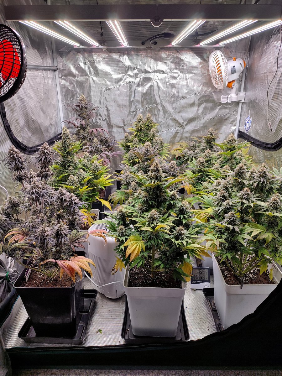 Weed_ganja.indoor🪴 tweet media