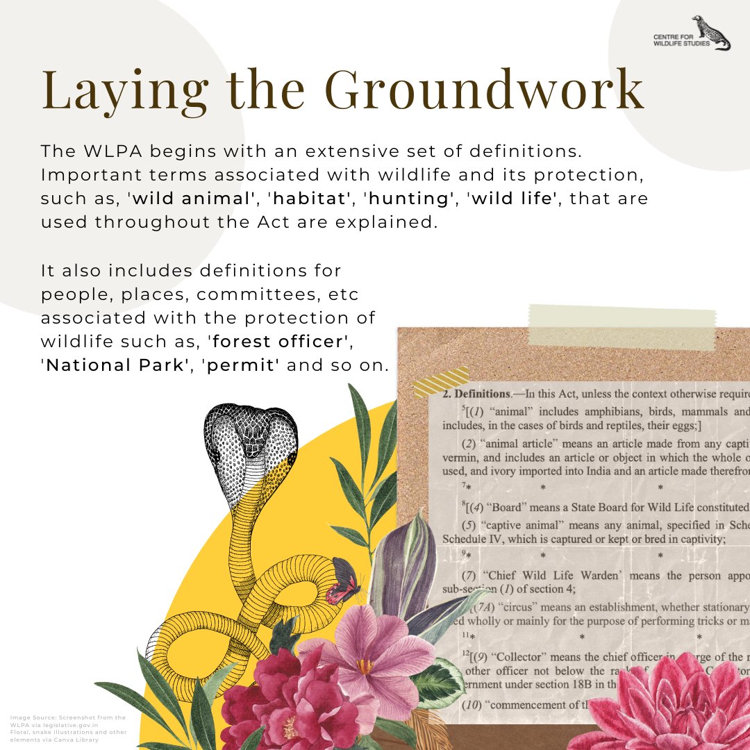 The Wild Life (Protection) Act was enacted in 1972 to safeguard India's wildlife. What exactly does it encompass?

Illustration by @_shivanishenoy  

#WildlifeConservation #CWSIndia #WLPA #WLPA1972 #WildLifeProtectionAct #Conservation #ConservationNews #IndianWildlife