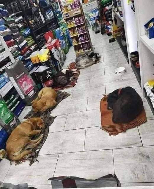 NecesitoUnPerro's tweet image. El dueño de este local, al cerrar les da un techo calientito para dormir a estos lomitos de la calle, creo que se merece un lugar en el cielo...😍