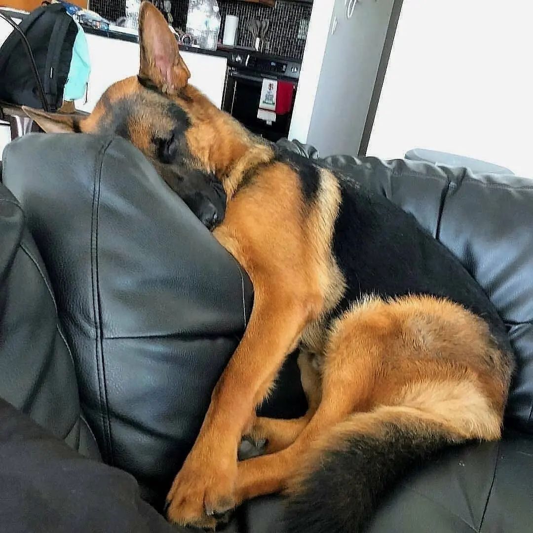 Do not disturb!

#GermanShepherd #gsd #gsdlover #dogsoftwitter #germanshepherdpuppies