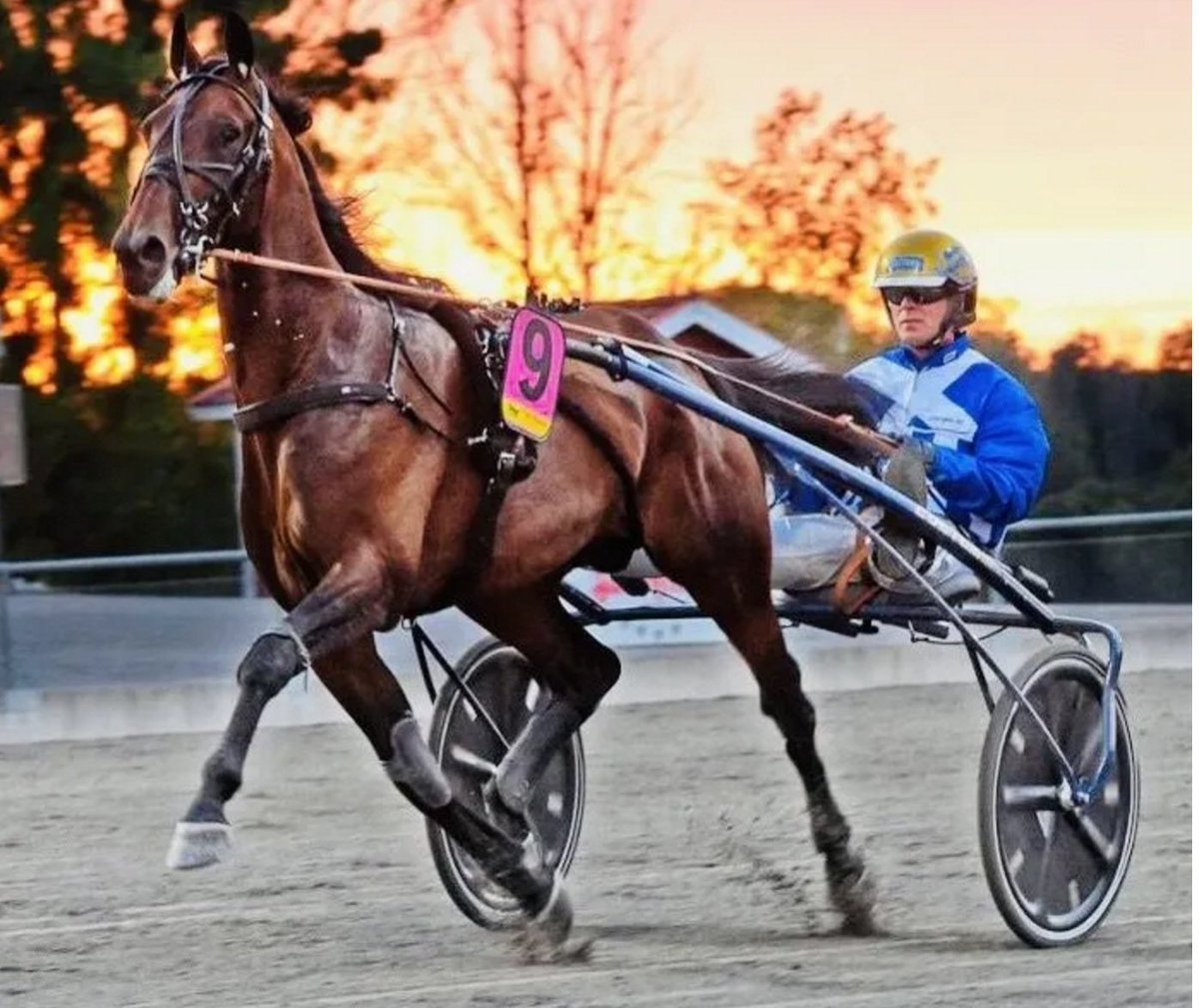 Han har utseendet med sig. Och kapaciteten! Äntligen finns Ecurie D. tillgänglig i aveln!
🏅Fyraåringseliten – världsrekord
🏅Big Noon Pokalen – världsrekord
🏅Breeders Crown
🏅Breeders Crown
🏅TVG Open
🏅Cutler Memorial  1.07,9!
🏅Allerage Farm
Läs mer: offspringab.com/hingst/ecurie-…