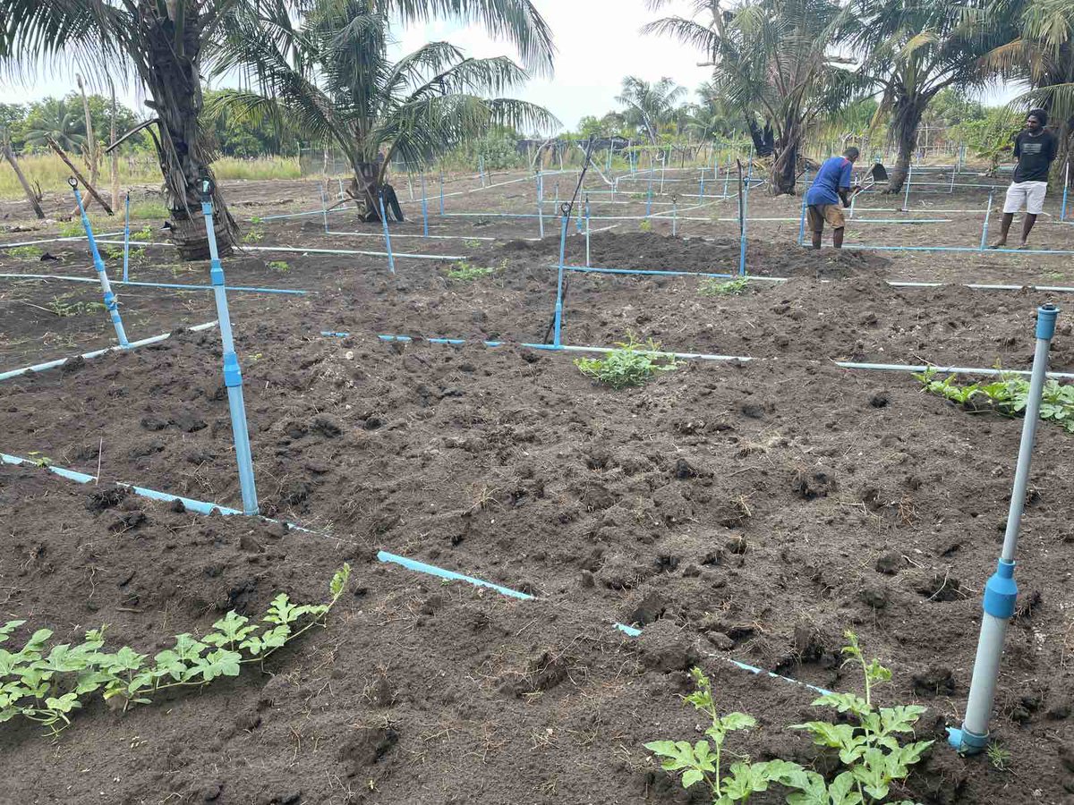 AgriBusinessMV's tweet photo. MAP's Extension support services for farmers is currently underway in project islands.
Theory and practical sessions are being conducted by our technical staff . 
Ha.Kelaa farmers, regular and seasonal farmers started growing watermelon for the upcoming month of Ramadan. https://t.co/b3Az8Bn6TW