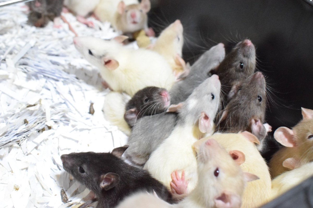 fatrope_09's tweet photo. こんばんはfatropeです🐭
ラットたちが集まって暖をとってるのがとっても可愛いですね☺️
#国産ラット #fatrope https://t.co/ysGWEb3zng