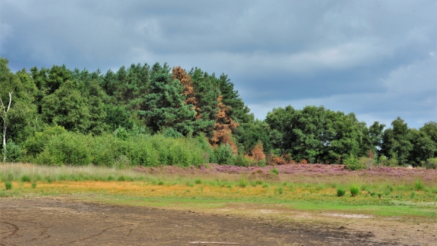 Wat is het effect van brand op de vegetatie van de #Duurswouderheide bij #Wijnjewoude? Om dat te onderzoeken steekt #Staatsbosbeheer in februari de heide zelf in brand.  sa24.nl/nieuws/nieuws/…