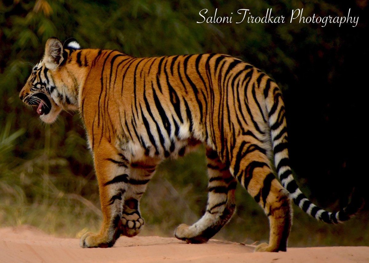 Tiger Tuesday!

🐅: Dottie’s cub.
🐯: Panthera tigris.
📷: @WildlifeSaloni 
📍: Bandhavgarh National Park, Madhya Pradesh.

#salonitirodkarphotography #tiger #tigercub #dottie #tigersofindia #tigersofinstgram #savethetigers #savethetiger #tigersofbandhavgarh #projecttiger