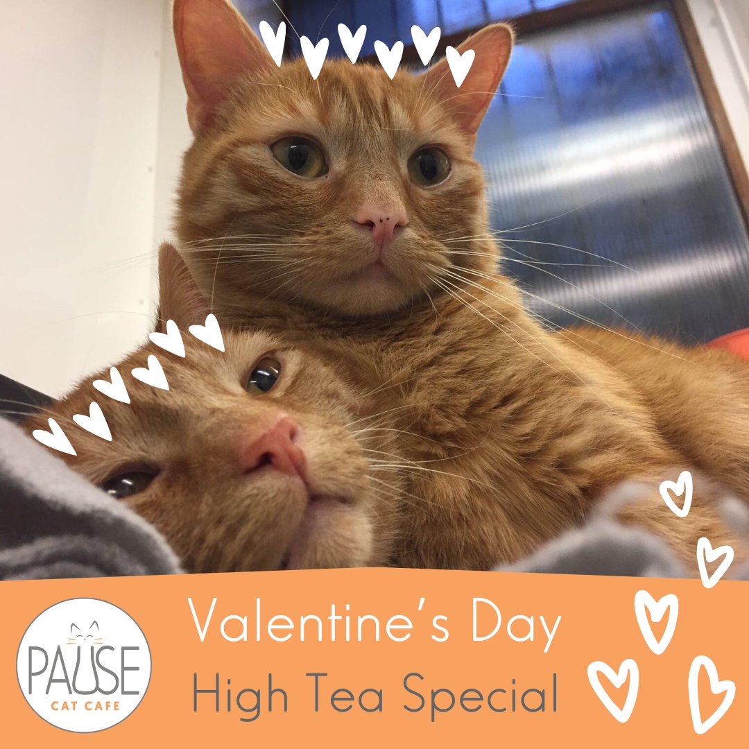 Treat your loved one to a purrtastic date with our pawsome rescue kitties! Enjoy a yummy high tea with sandwiches, scones, cakes and a hot or soft drink of your choice. Book MEOW! pausecatcafe.co.uk/shop/valentines 
We look furward to making your day purr-fect! #felineinlove #valentines