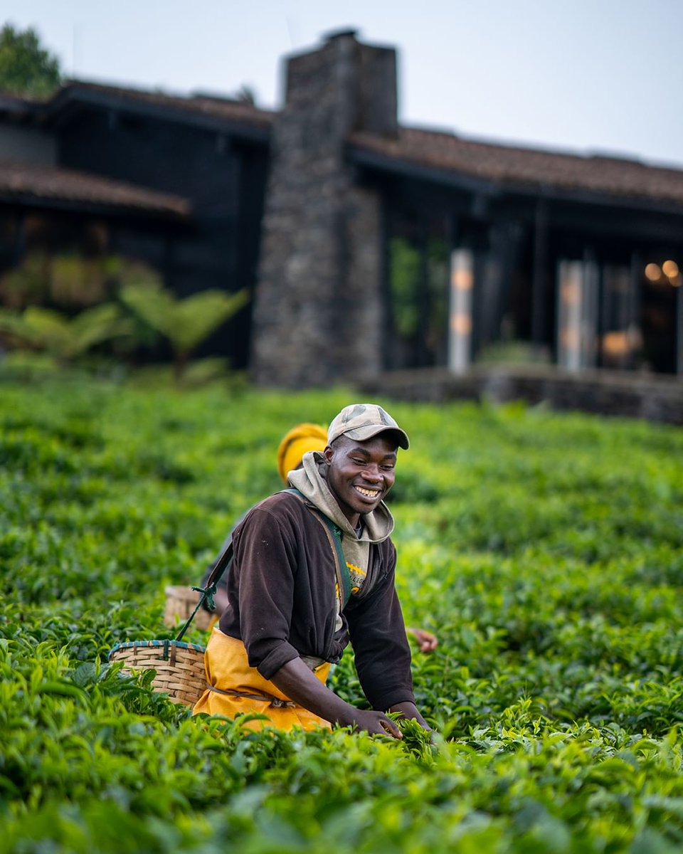 sethelz's tweet photo. One&Only Nyungwe House is situated right in the heart of a working tea plantation in Rwanda.
Canβt wait to visit again to capture more of these once in a life time moments. π₯π·π
#FollowFelix #FelixStudios #oonyungwehouse #oorwanda https://t.co/o9UZQ6CMNb