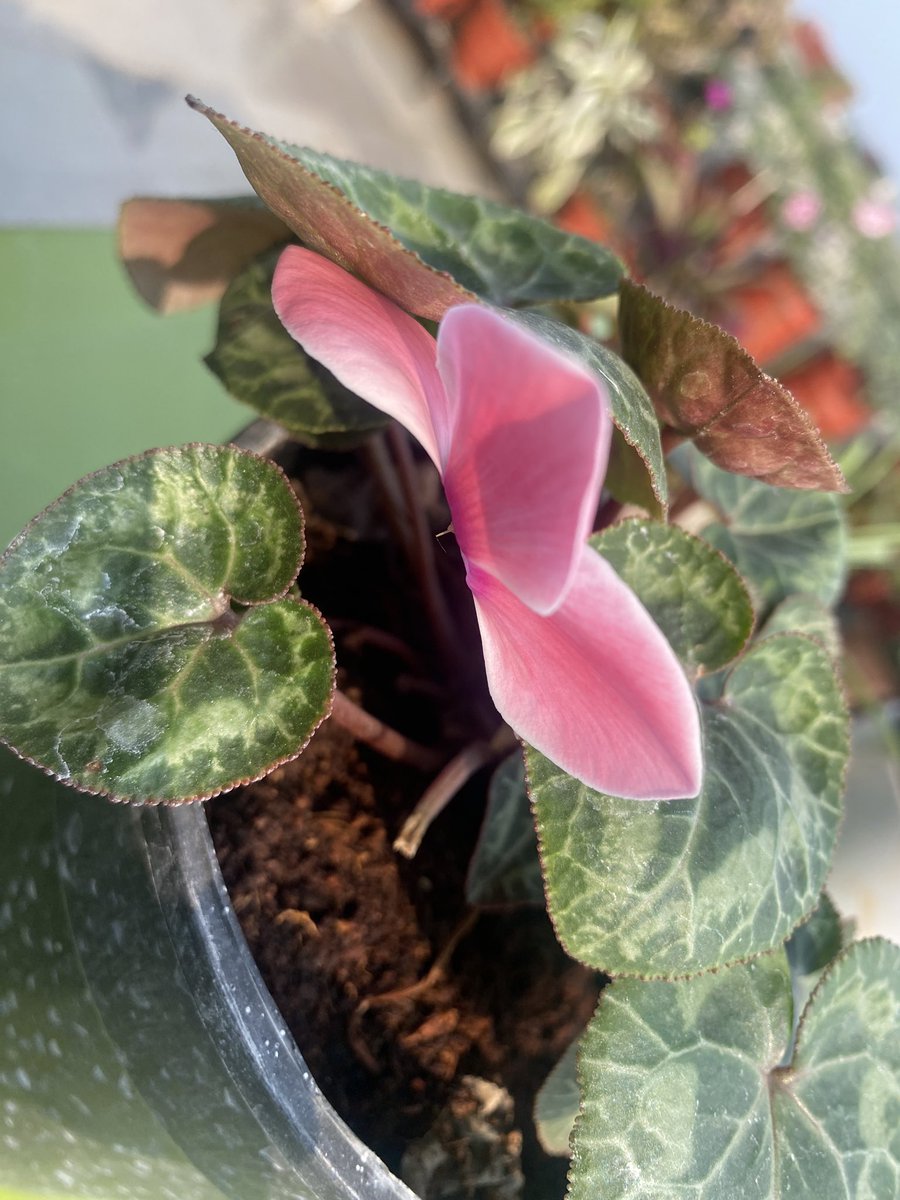 Vinita Agrawal tweet media