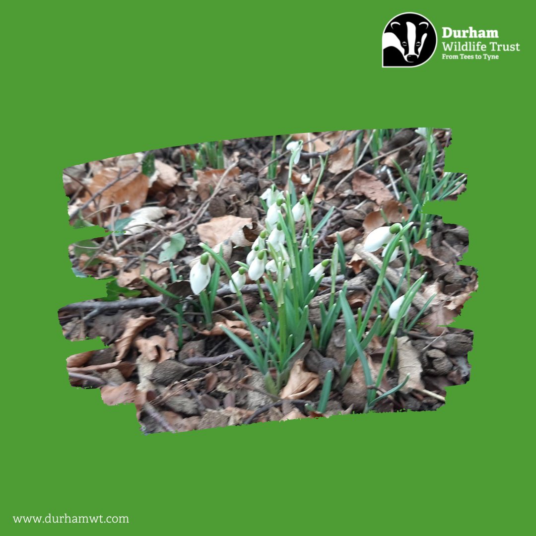 DurhamWildlifeTrust tweet media