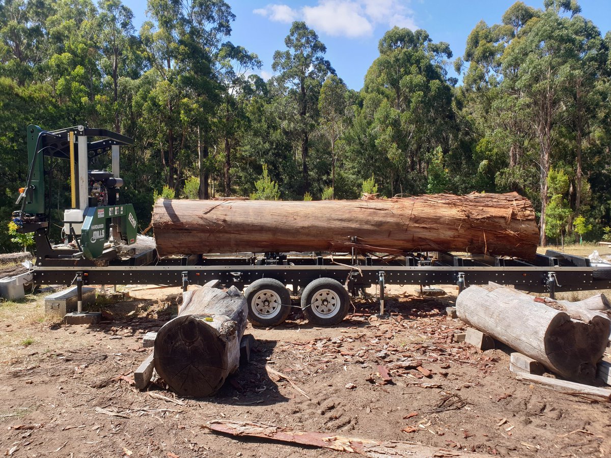bambraagrofor's tweet photo. Our 35-yr-old Mountain Ash.  Pruned log is 5.5m and over 85cm in diameter.  Volume of 3.5m3. 

Logs like this don't grow in dense plantations - but they can be grown on farms in parklands, conservation plantings and belts. 

Changing forestry so it works for farmers.

Rowan Reid https://t.co/PGW3Z4QpQA