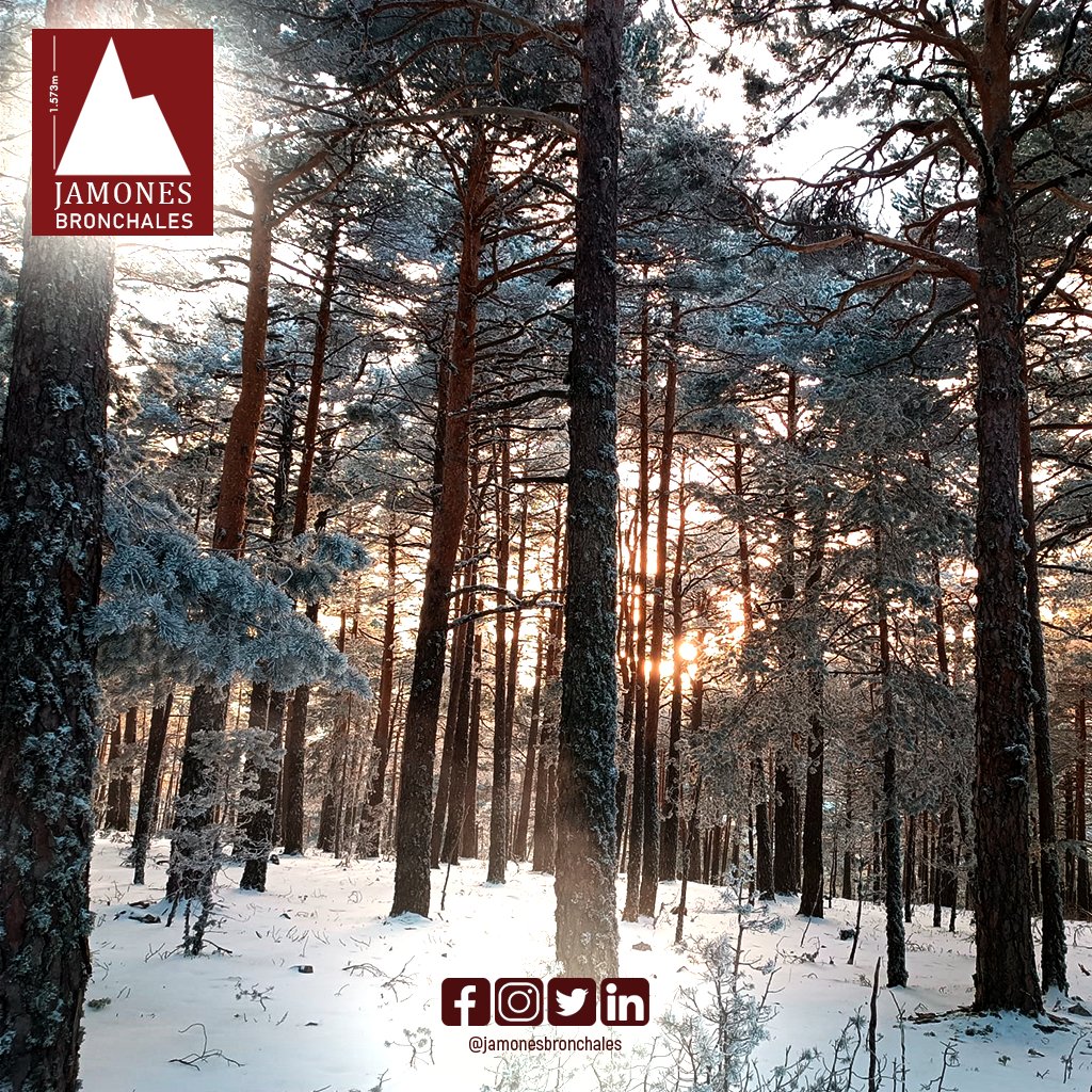 JamonesB's tweet photo. Estos son los #amaneceres en JamonesBronchales ¿Como no vamos a tener unos #jamones ricos, ricos con este #AirePuro de #montaña? ¡Venga te esperamos! 

RESERVA TU VISITA
https://t.co/IsPdTOFT2e

#jamones #jamonesbronchales #secaderosalnatural #Delicatessen #Bronchales #Turismo https://t.co/bKOUuUGmhG