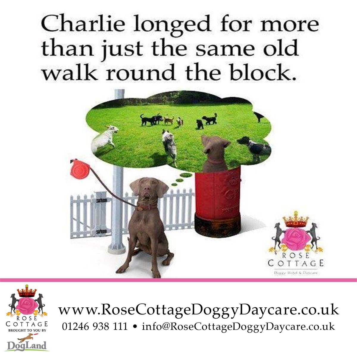 Rose Cottage Doggy Day Care🐾 tweet media
