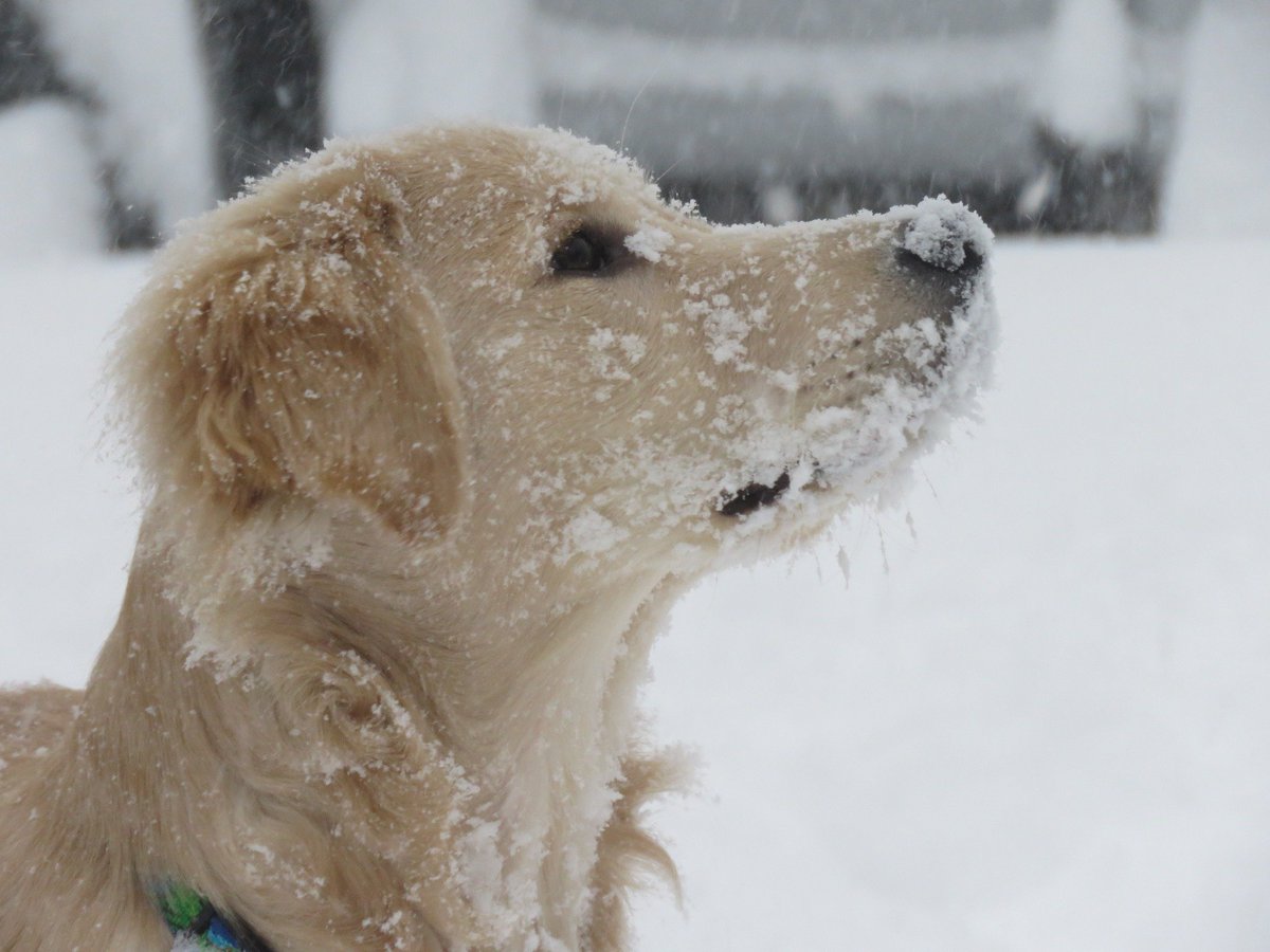 clydesfeed's tweet photo. Fynnley is a natural born snow dog, so what better place for them to live than Buffalo, NY?!

Their New Year’s Resolution was to be “a little less naughty” - how’s that going a month into the New Year, Fynnley? https://t.co/DVRnn8dG4h