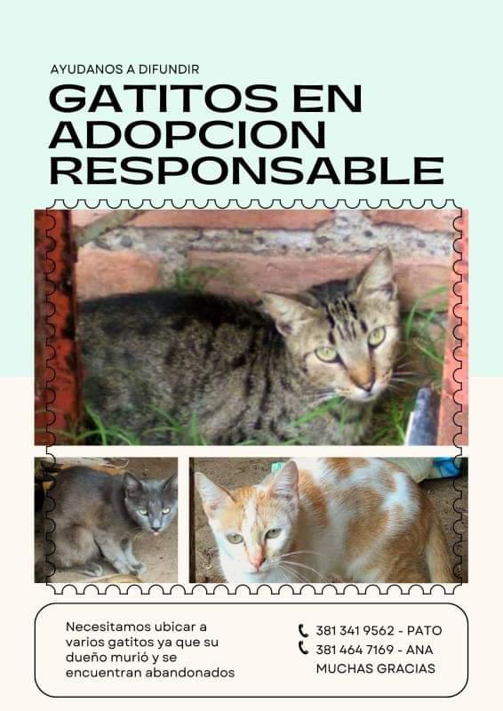 GaloIsmael710's tweet photo. El dueño de estos michis falleció y quedaron solitos. Les estamos buscando hogar antes de que empiecen a escaparse o que se deteriore su salud. Si querés adoptar alguno comunicate al 3813419562 y sino, compartiendo ayudas un montón. #Tucuman https://t.co/4DxjV2syq4