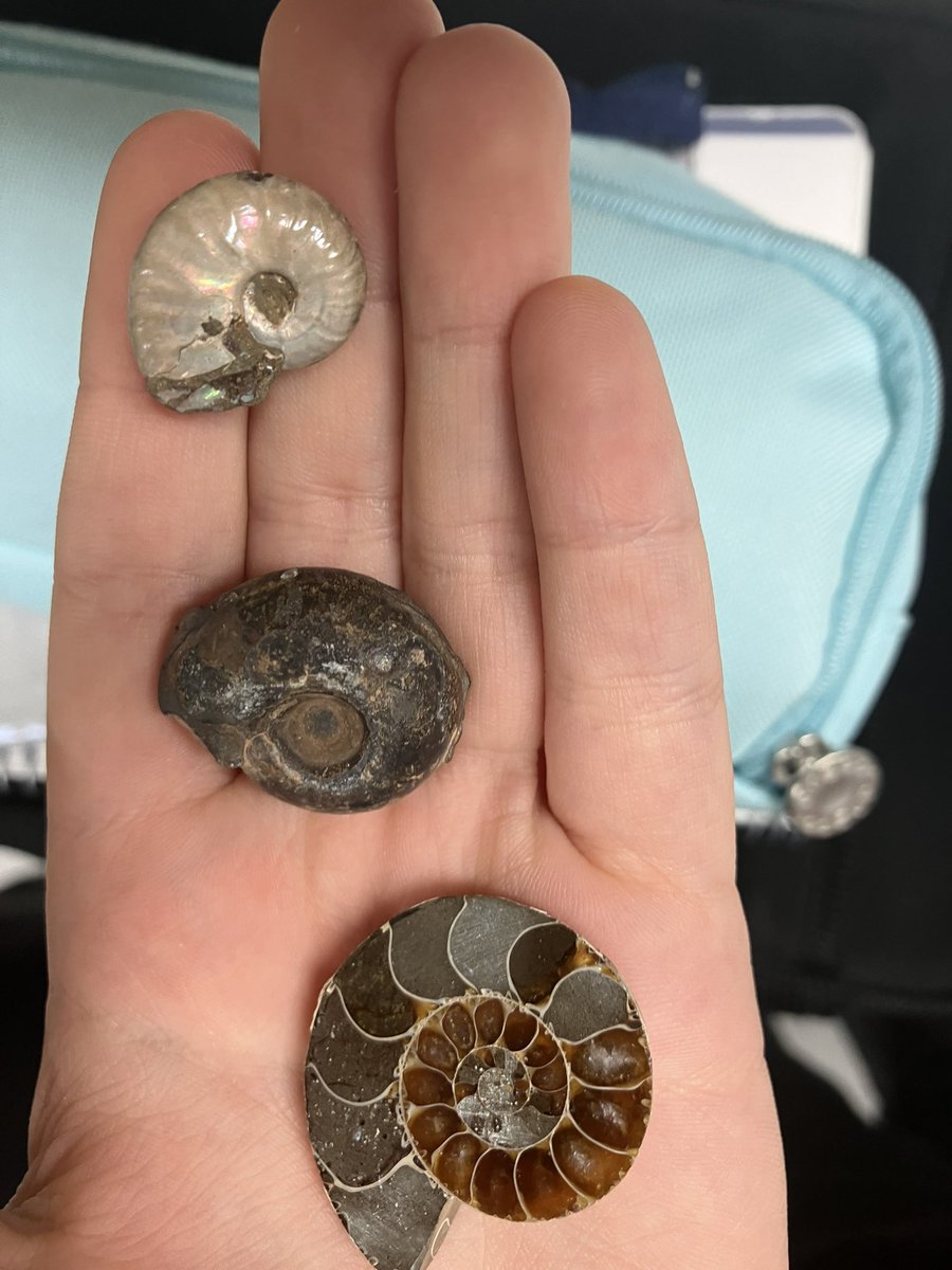 St Anthony's Boys Science tweet media