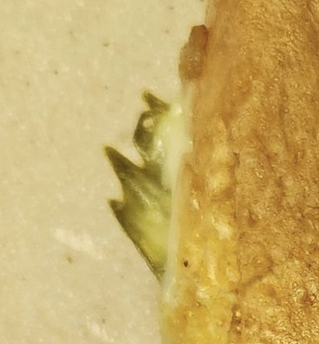 The Cuban Sandwich: A History In Layers tweet media