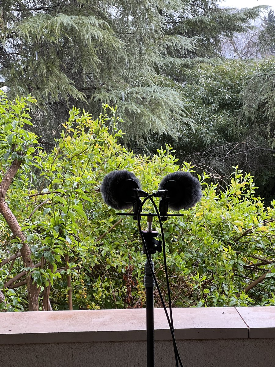 foreststudio3 tweet picture