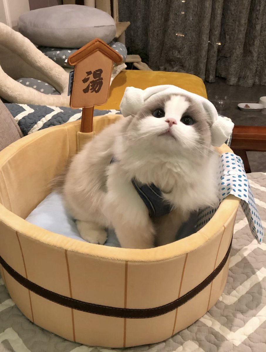 Lidi24868664's tweet photo. 你们都有养宠物吗？我最近也想养一只，就是不知道养什么好有推荐的吗🙈🙈 #宠物 https://t.co/2d7k0yrxkX