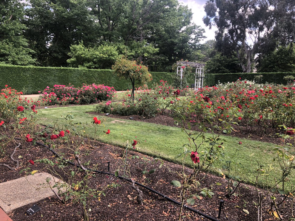 I really don’t think ppl understand how much joy the Old Parliament House rose gardens bring me 🥰