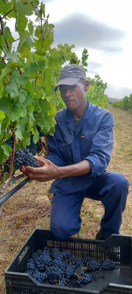 creationwines's tweet photo. The 2023 Harvest🍇🌿 has started at Creation with Elation, as we pick #Pinot for our #CapClassique! Looking forward to that Brut Nature sans dosage in about 5 years' time!🍾 #lovecreationwines #experiencecreation #Harvest2023 #longterm #investforthebest #bestbubbles #MCC https://t.co/tZlqoRh0XZ