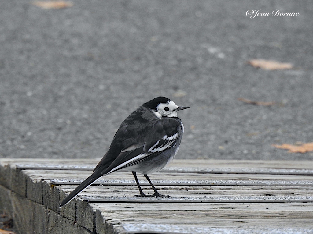 JeanDornac's tweet photo. Une nouvelle fois, j’ai eu le bonheur de croiser sur mon chemin une bergeronnette gris, mignonne au possible… #bonheur #croiser #chemin #bergeronnette #grise #mignonne #quai #Aiguillon #Lannion #CôteArmor #Bretagne #France https://t.co/uAuNnfTSgP