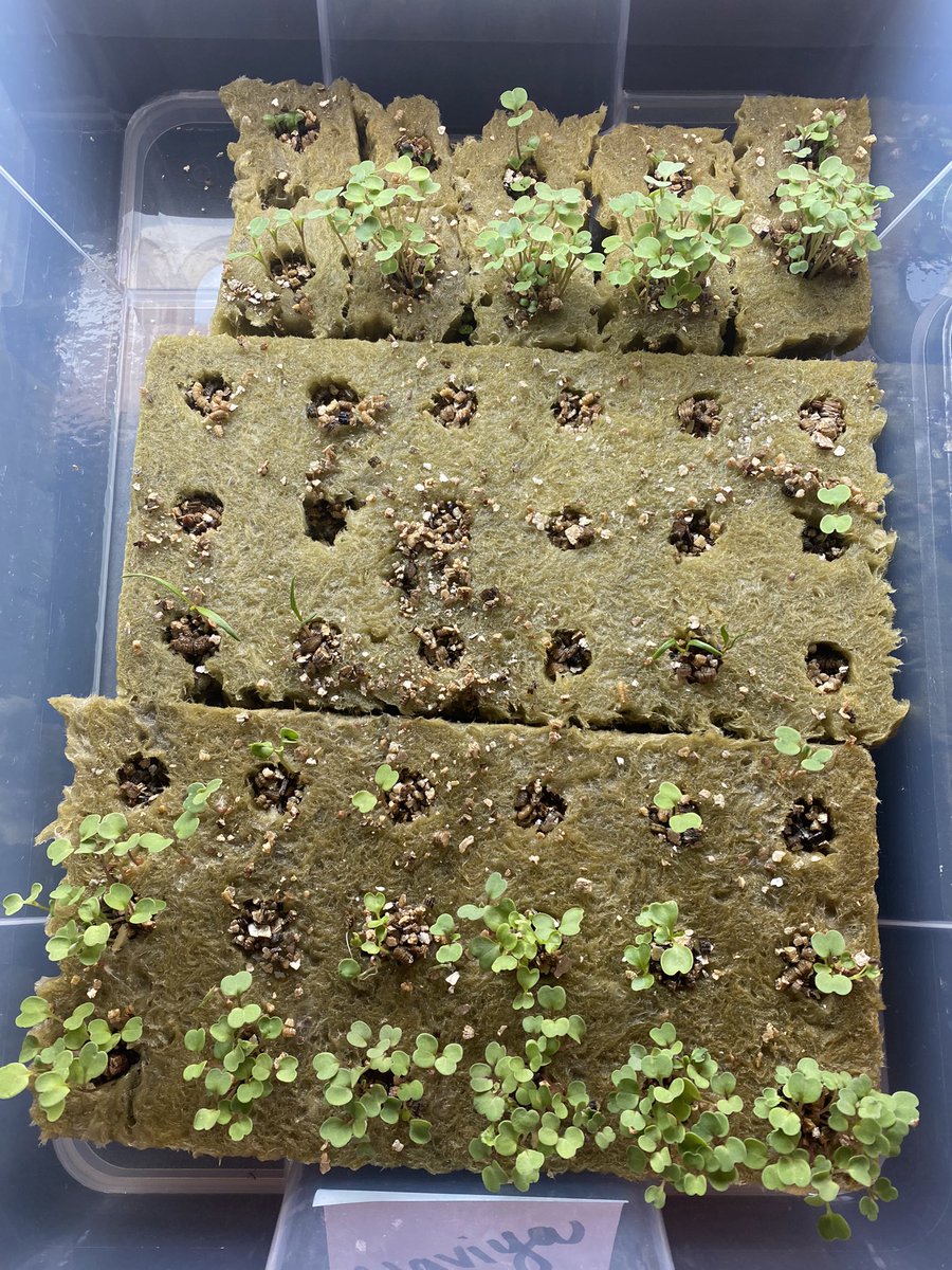 Ryoko Barney tweet media