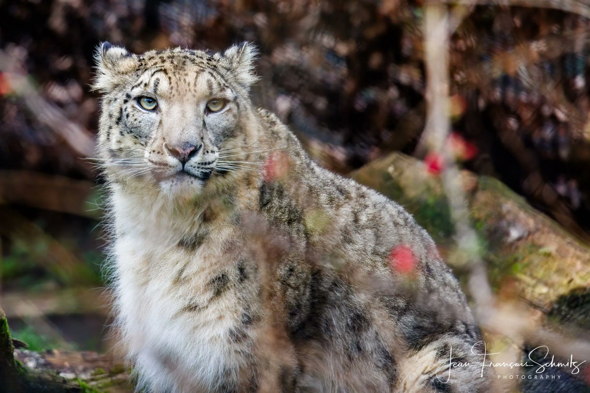 Snow Leopard at Planckendael Zoo, Belgium. January 2023. #snowleopard #leopard #wildlife #nature #bigcat #snowleopards #animals #cat #bigcats #snow #zoo #photography #photo #photographer #planckendael