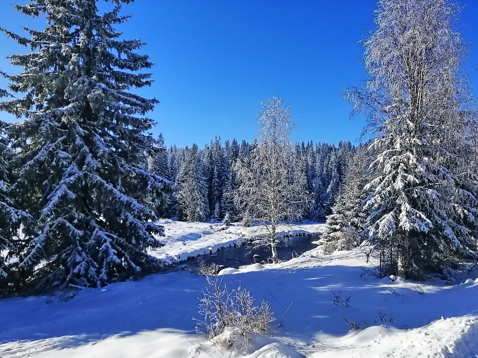 S59Marta's tweet photo. Jako v zimním království...❄️🌲☀️
#sumava #modrava #winter #winterphoto #winternature https://t.co/nh6rvAtZl3