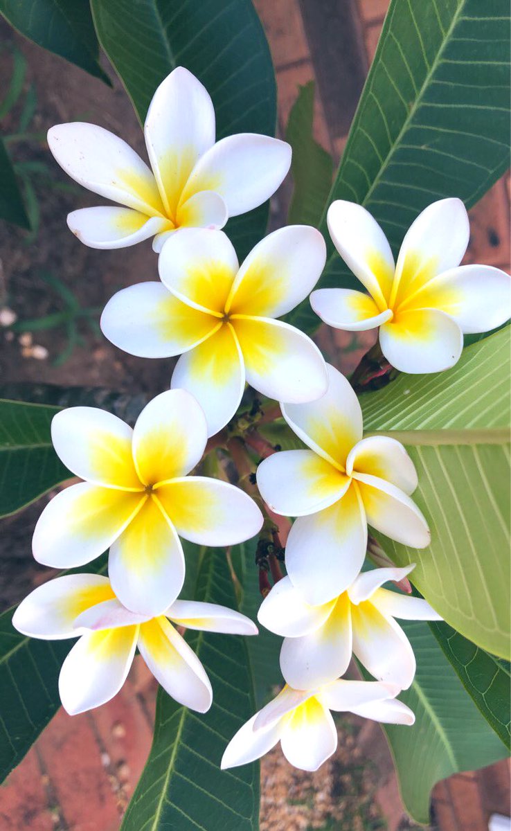 Miss Katrina 🏴 tweet media